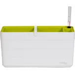 Plastia Berberis 190974