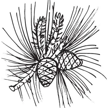 Borovicový olej 100% Alteya Organics 10 ml