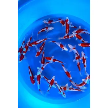 Krmivo pro rybičky Výběrové Tosai Kikusui