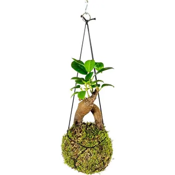 Gardners Kokedama Ficus Microcarpa Ginseng (M) Fíkovník drobnoplodý Kokedama