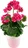 Muškát v keramickém květináči 40 x 25 cm, růžový/růžový květináč