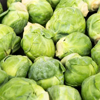 Semeno BIO Kapusta růžičková Hemera F1 - Brassica oleracea - bio osivo kapusty - 20 ks