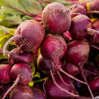 Semeno Semena červené řepy Moulin Rouge - výsevný pásek - 5&nbsp;m