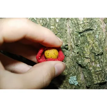 Boilies LK BAITS Boilie Paste Fluoro Sweet Pineapple