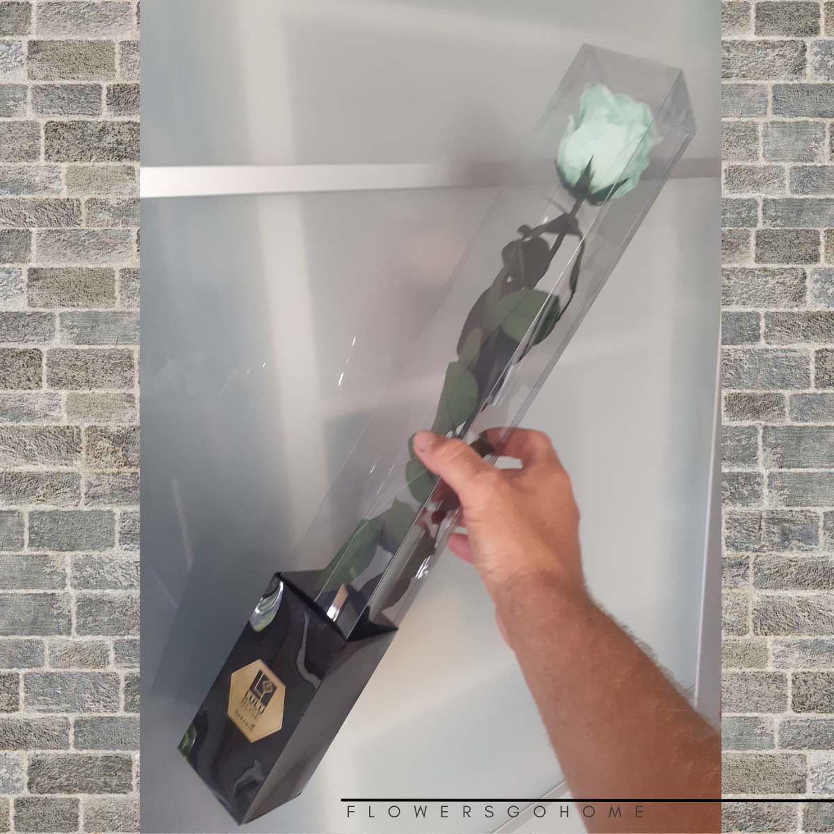 Stabilizovaná růže