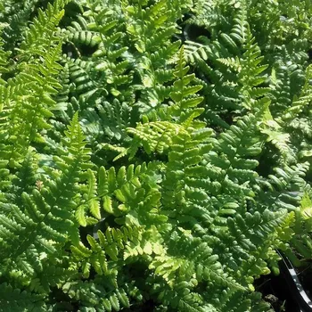 Sazenice Dryopteris affinis