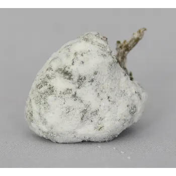 CBD WeedShop CBD Icerock 75 % CBD Váha: 2 g