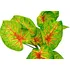Dekorace do terária GiganTerra Caladium umělá tropická terarijní rostlina 30 cm