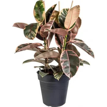 Sazenice Fíkus, Ficus elastica Belize, průměr květináče 24 cm