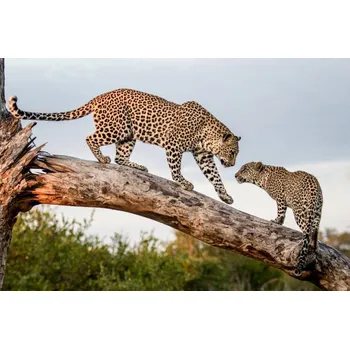 Plakát Plakát, Obraz - A mother leopard, Panthera pardus, walks, Mint Images