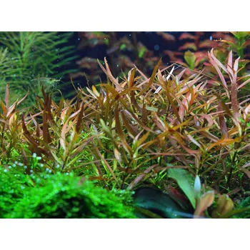 Dekorace do akvária Ludwigia brevipes (IN-VITRO Ø 7 cm)