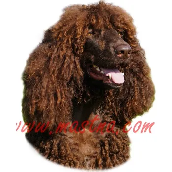 Samolepka irský vodní španěl 578