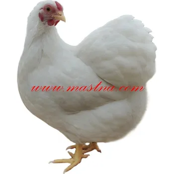 Samolepka drůbež vyandotka bílá, slepice