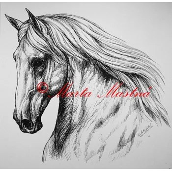 Samolepka andaluzan, lusitano, pura raza espaňola, kůň, koně - archiv c237 - Malá - přibližně jako pohlednice