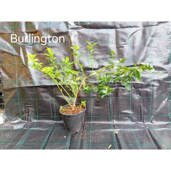 Sazenice Kanadská borůvka Burlington 50-70 cm