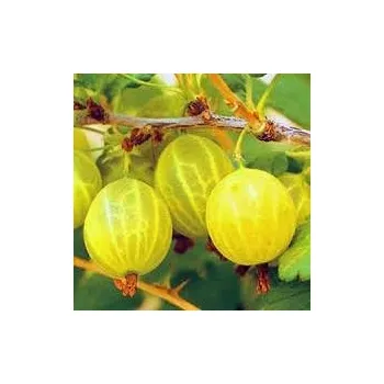 Sazenice Grossularia uva-crispa Rixanta 20/30 cm stromkový