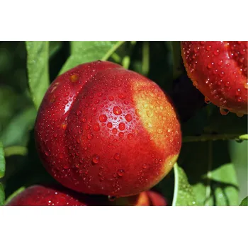 Sazenice Nektarinka 'Flavortop' C7,5L, kontejner C7,5L-v. 150-175CM, ZK