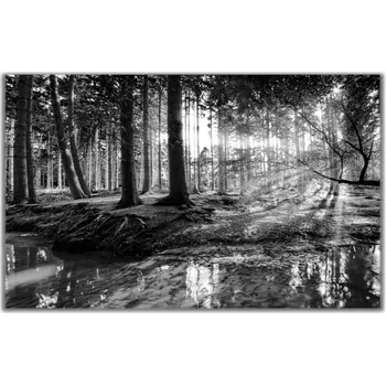 Obraz Malvis ® Obraz černobílá pohoda lesa Velikost: obdélník - 50x30 cm