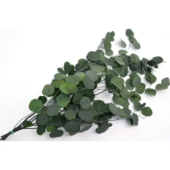 Populus Green - zelená