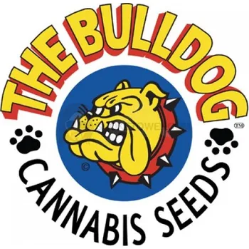 Semeno Bulldog Seeds Energy Haze 5ks (Feminizovaná semena Energy Haze 5ks)
