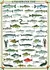 Puzzle Eurographics Sladkovodní ryby 1000 dílků