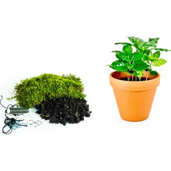 Gardners Kokedama "Vyrob si sám" Coffea arabica (L) Kávovník arabský