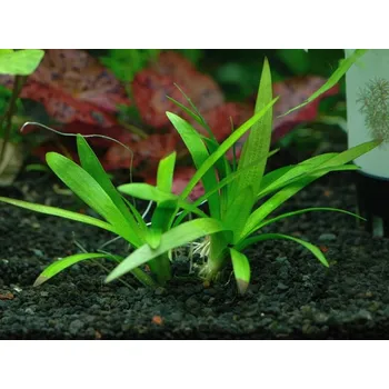 Akvaristika Sagittaria platyphylla (Košíčková Ø 5,5 cm)