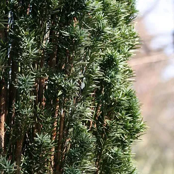 Sazenice Taxus baccata 'Fast. Robusta' 20–30 cm