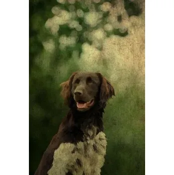 Beletrie pro dospělé Munsterlander: Munsterlander – Artified Pets,Store Talent (EN)