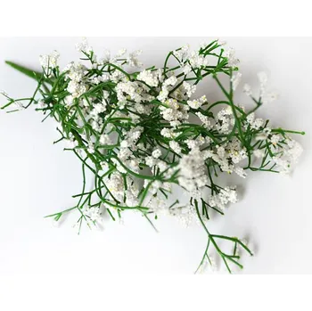 gypsophila - Zbozi.cz