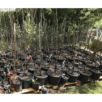 Sazenice školky Francie jedlý kaštan MARAVAL 100-150 cm - 3 letý špičák roubovanec ( dovoz Francie) - jedlý kaštan kořeny: prostokořenný