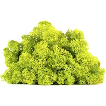 Dekorační stabilizovaný mech sobí 4 kg, jarně zelený