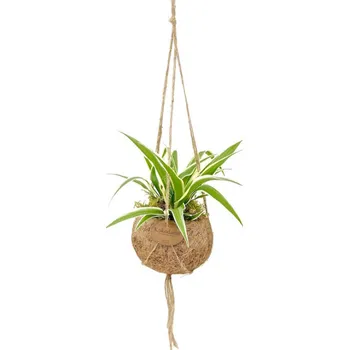 Kokodama Chlorophytum Comosum (S) Zelenec chocholatý závěsný květináč