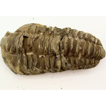 Magieprirody.cz Fosilie Trilobit Calymene Flexicalymene 90 mm #256