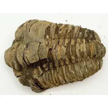 Magieprirody.cz Fosilie Trilobit Calymene Flexicalymene 85 mm #231