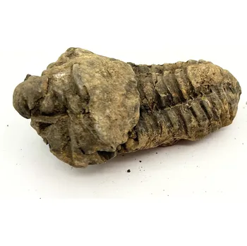 Magieprirody.cz Fosilie Trilobit Calymene Flexicalymene 80 mm #364