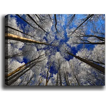 Obraz Obraz TREETOPS 70 x 100 cm