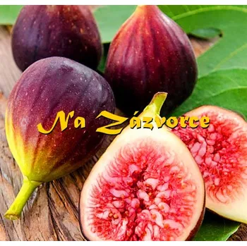 Sazenice Trpasličí fíkovník smokvoň ´Little Miss Figgy´ BALKONOVÝ (Fisus carica ´Little Miss Figgy´)