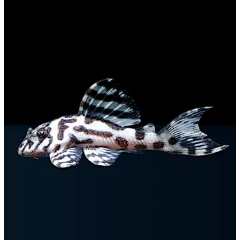 Akvárium Krunýřovec L 236 SW (2,5-4 cm)