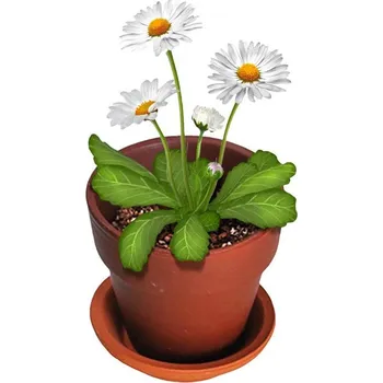 Semeno Vypěstuj si- Sedmikráska