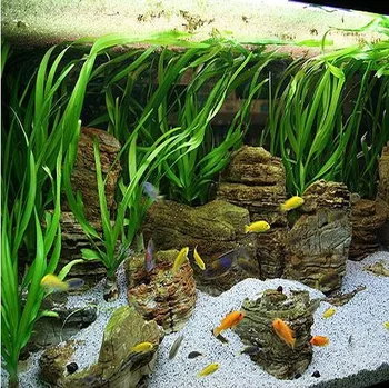 Akvaristika Crinum thaianum (Košíčková tuzemsko - hlíza)