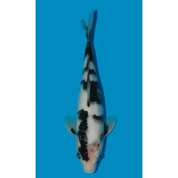 Krmivo pro rybičky HQ Shiro Utsuri JK 20180511