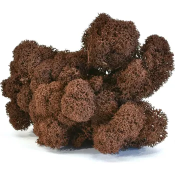 Stabilizovaný LIŠEJNÍK (sobí mech) / HNĚDÝ - 100 g Preserved Lichen - Brown