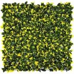 Demeko Trading Cesmína ostrolistá 50 x…