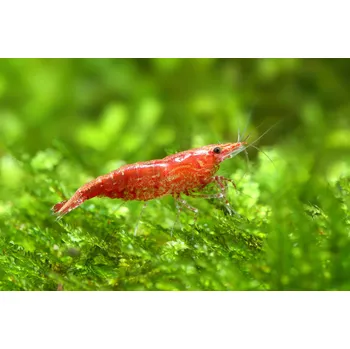 Sazenice Neocaridina Davidi var. Red Cherry
