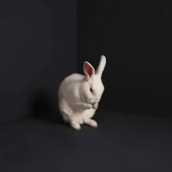 Zahraniční hudba CD Brume: Rabbits 2019