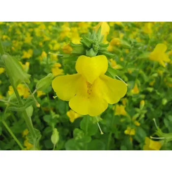 Mimulus luteus
