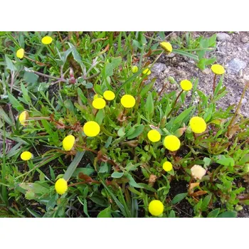 Sazenice Cotula coronopifolia