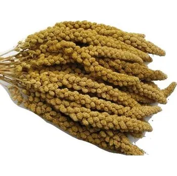 Krmivo pro ptáka JUKO petfood - Senegalské proso žluté klasy 100 g