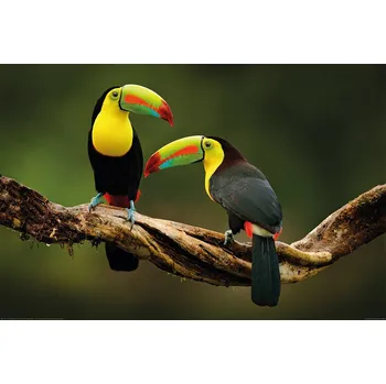 Plakát Plakát, Obraz - Birds - Toucan